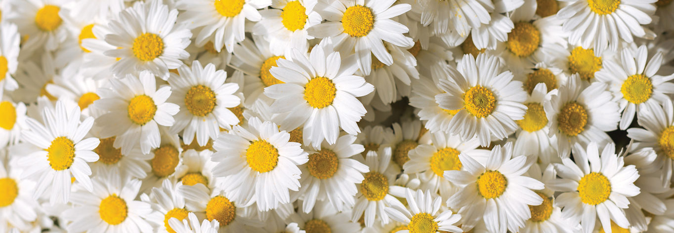 Vendez et profitez de notre offre de printemps