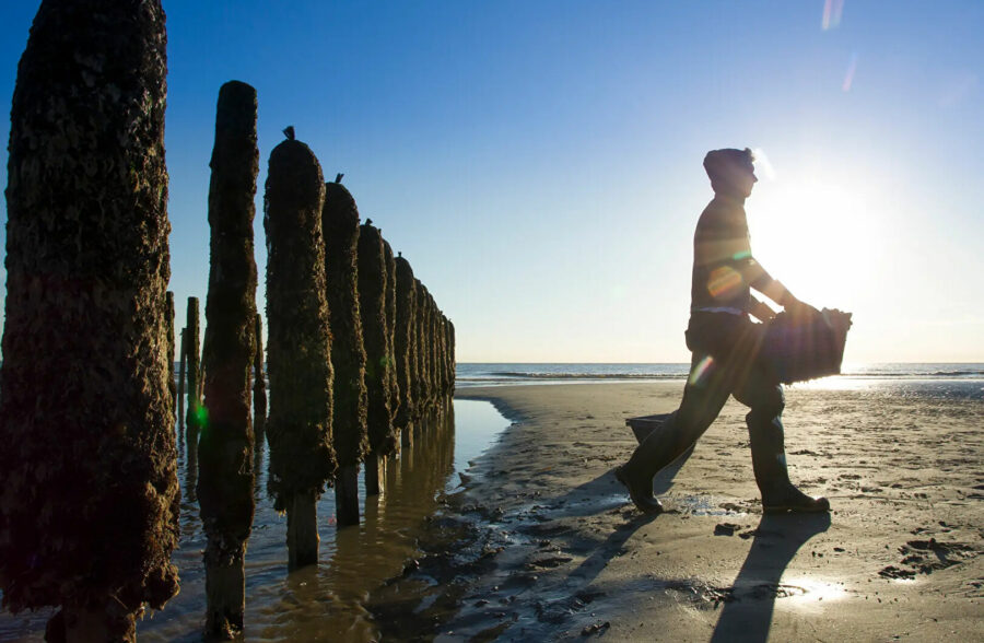 Quend-Plage-les-pins , parcelle de terrain à bâtir de 1150 m2 .