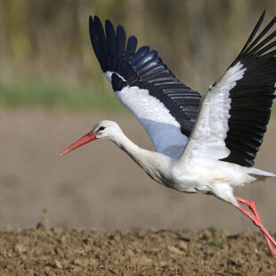 Quend-Plage-les-pins , parcelle de terrain à bâtir de 1150 m2 .