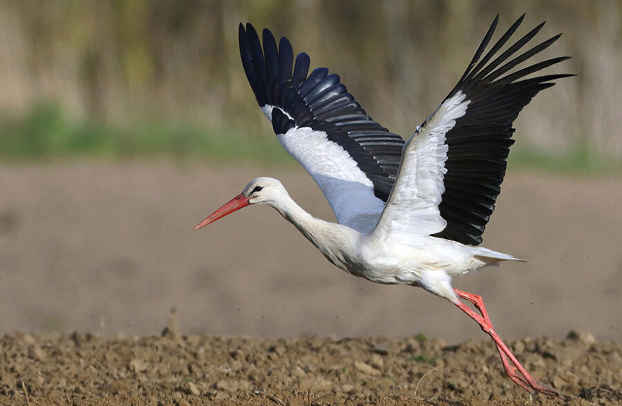 Quend-Plage-les-pins , parcelle de terrain à batir de  570 m2 .